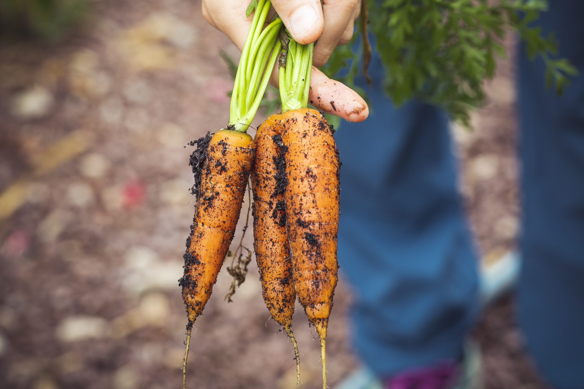 Rethinking Sustainable Agriculture