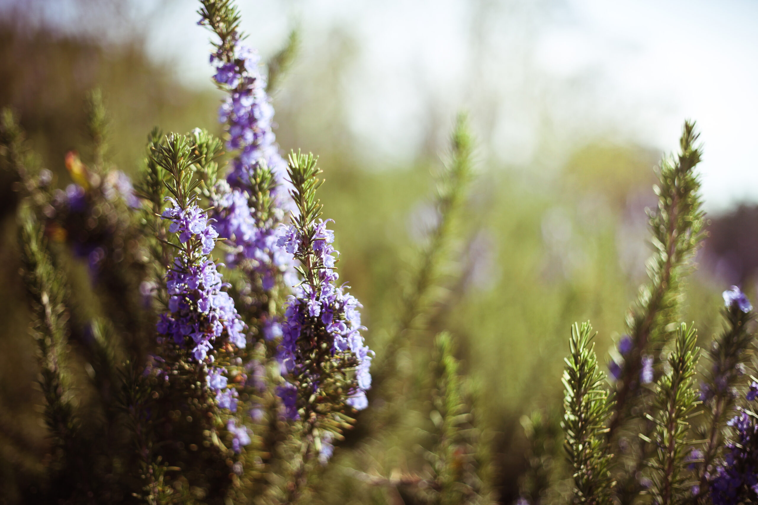 Largest Food Forest in the U.S.