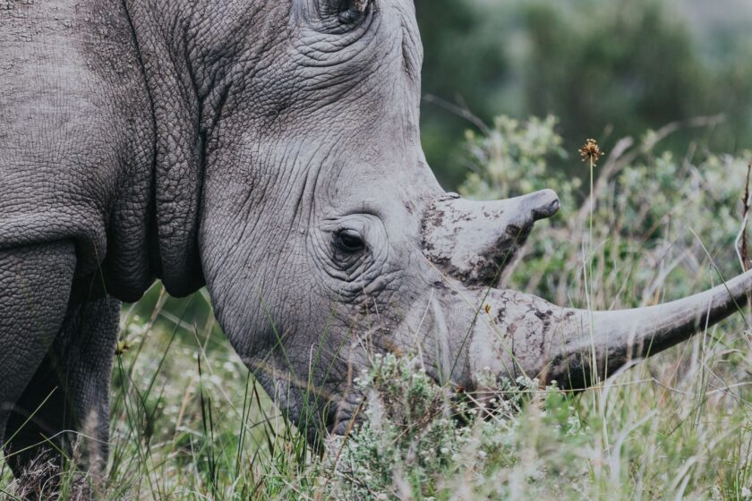 Picture of a Rhino