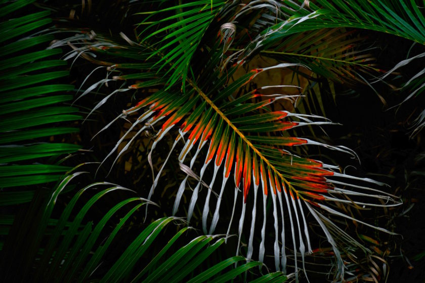 Synthetisches Palmöl