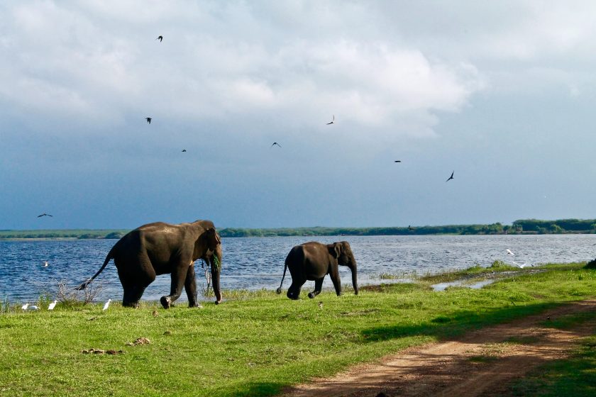 Zwei Elefanten in Sri Lanka