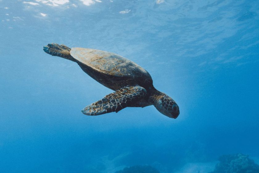 Eine Meeresschildkröte schwimmt unter Wasser