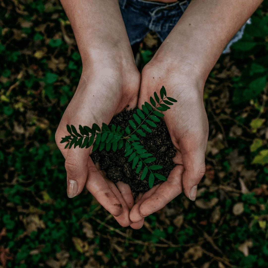 Eine Person hält eine aus Erde entwachsende Pflanze in der Hand.