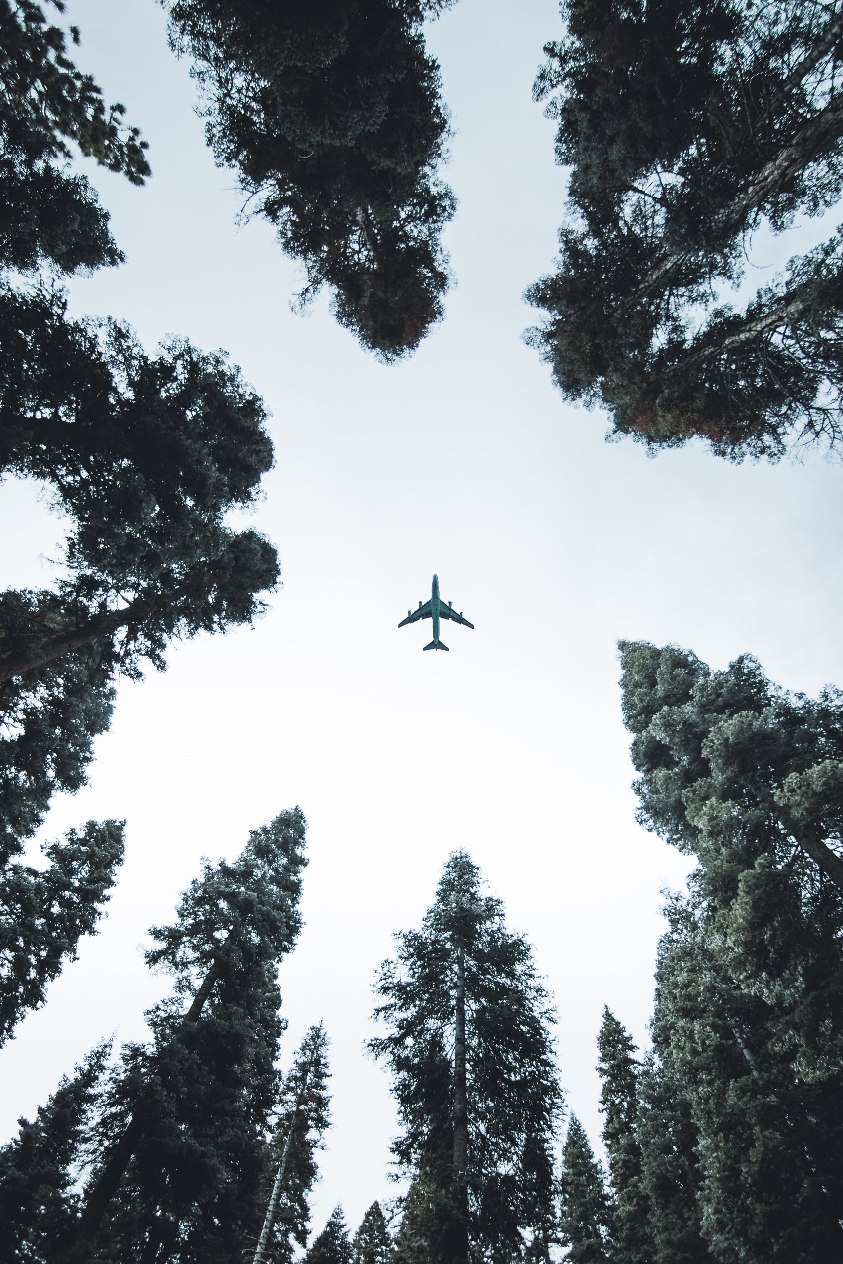 Ein Flugzeug fliegt über einen Wald