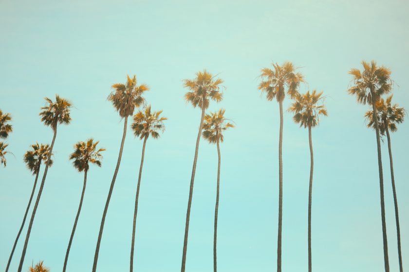 Viele Palmen in Kalifornien