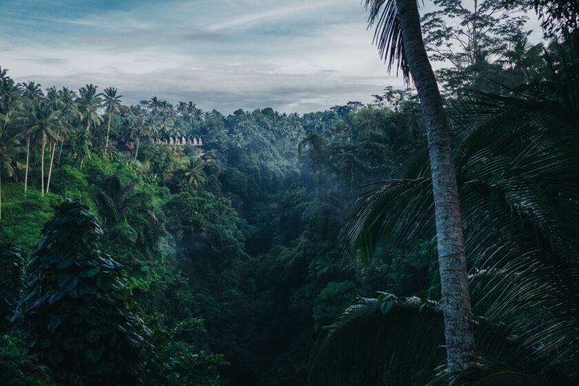 Regenwald Indonesien