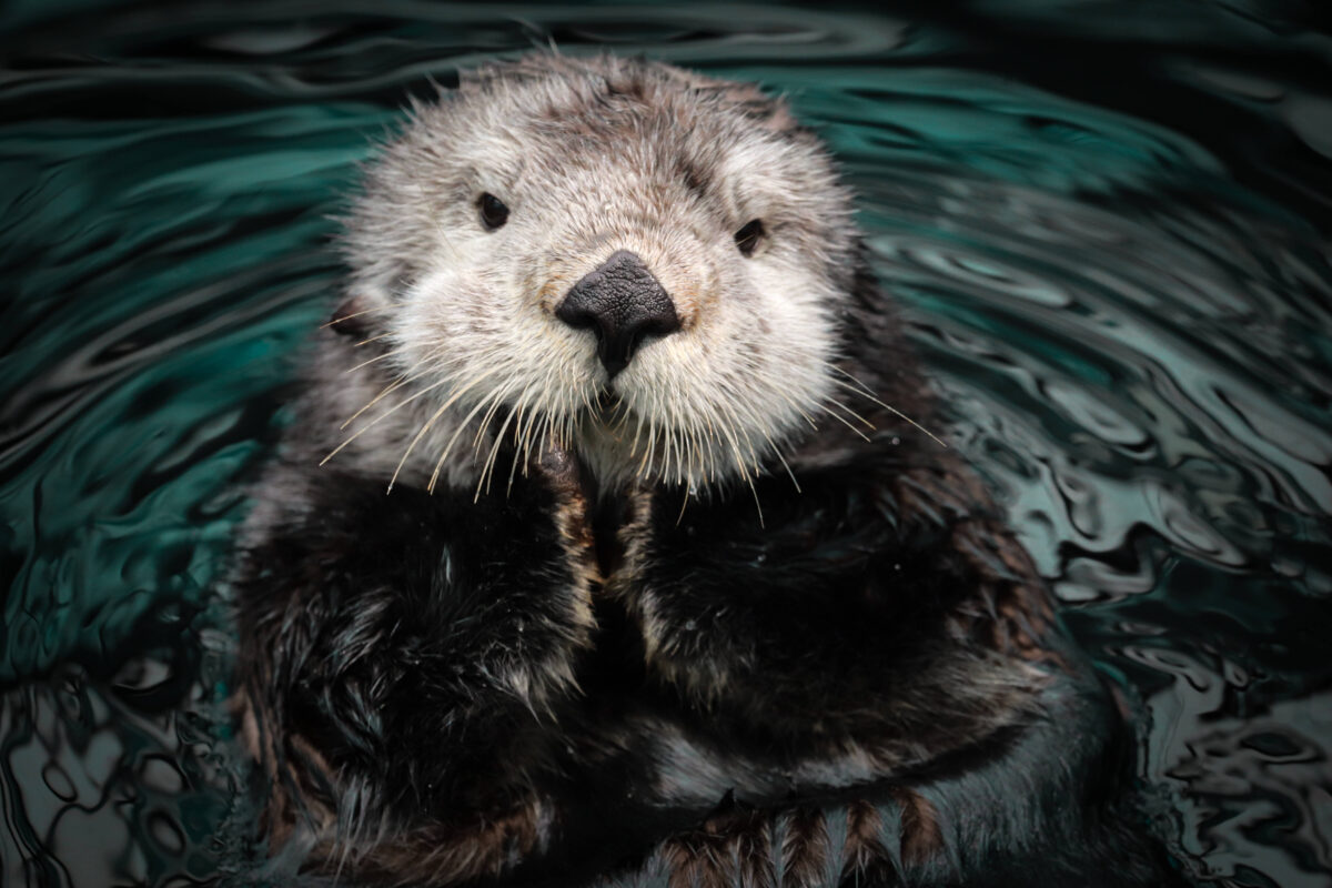 Seeotter