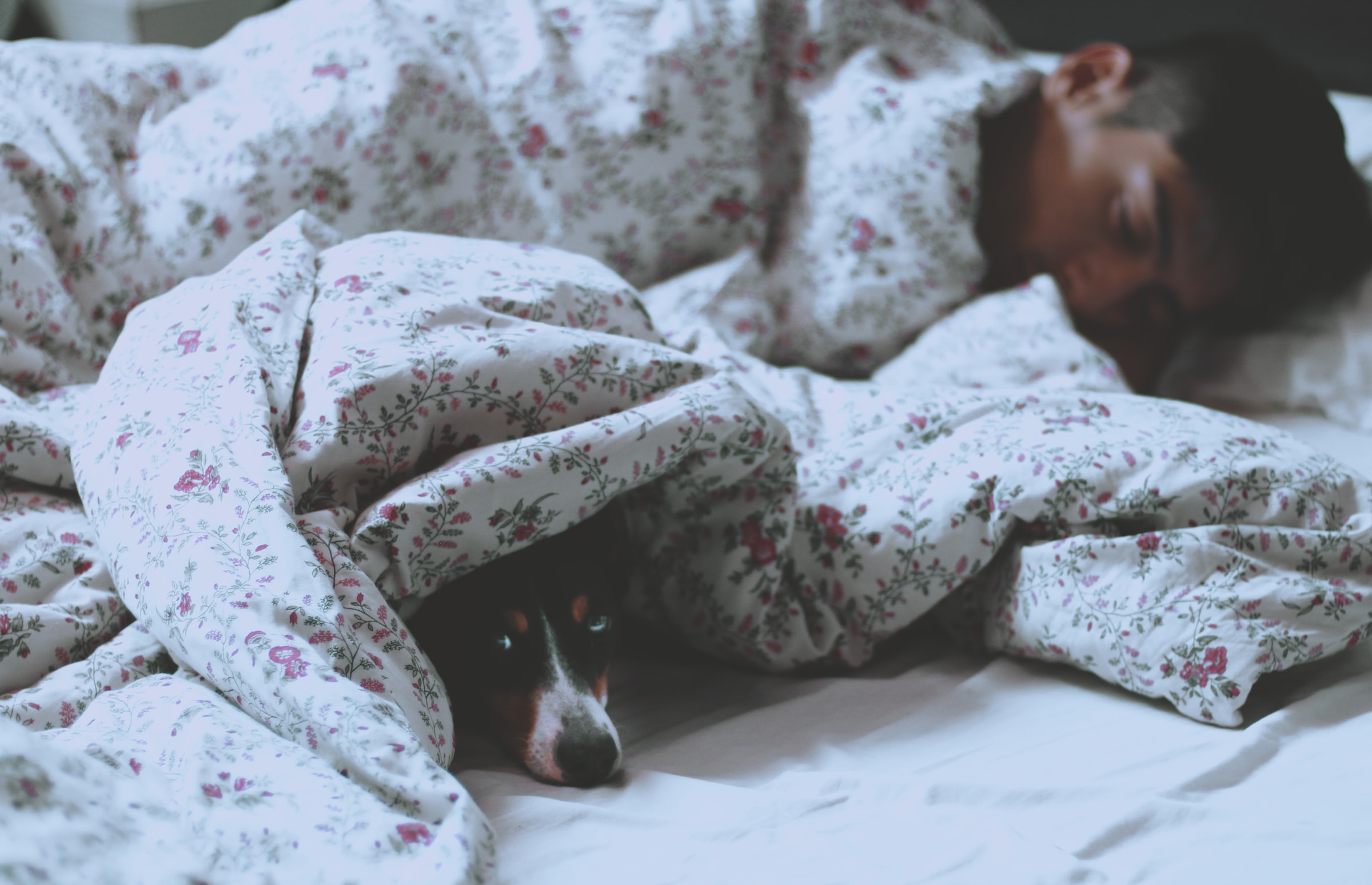 Person und Hund schlafen unter einer Decke