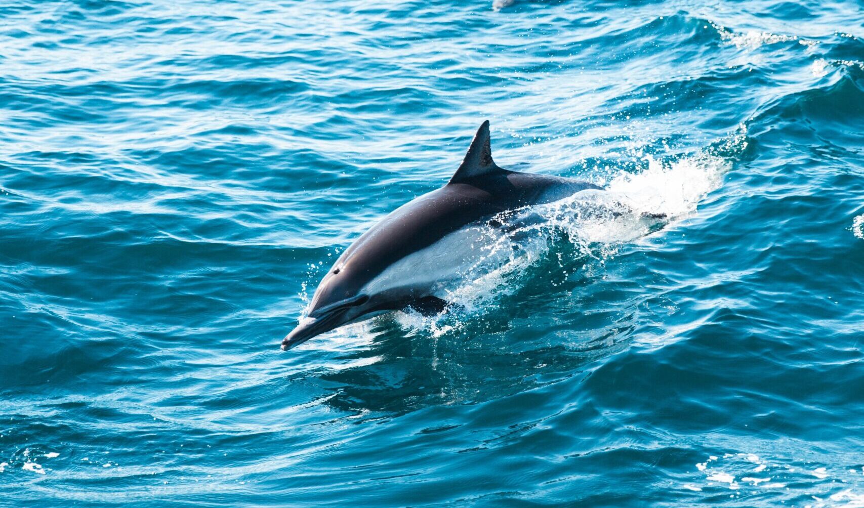 Ein Delfin schwimmt im Meer