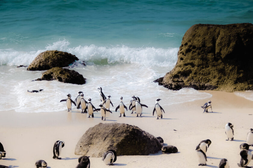 Pinguine am Meer in Südafrika