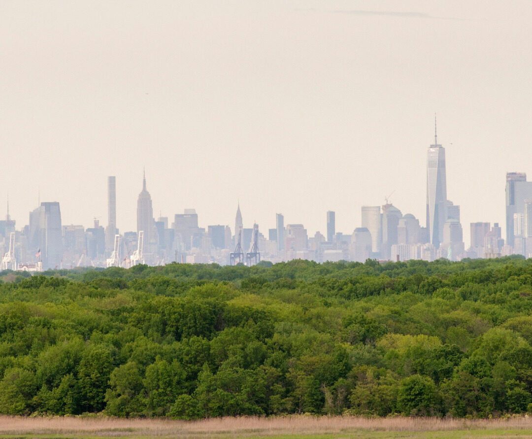 New York Skyline hinter grünen Bäumen