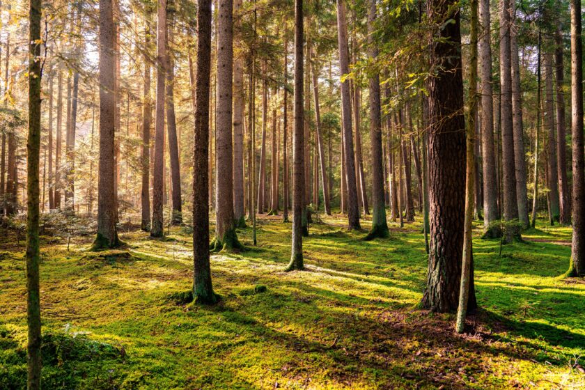 Sonnenstrahlen durchfluten einen ruhigen Wald