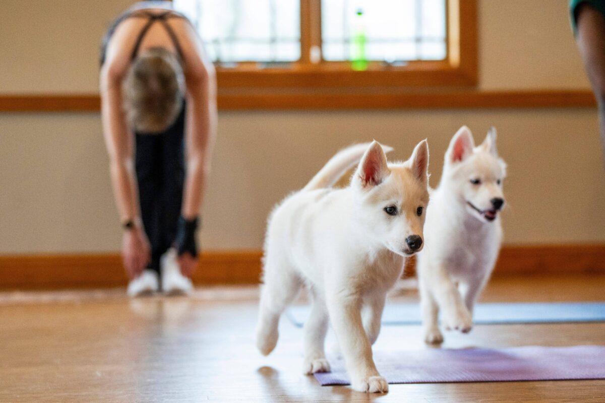 Person macht Yoga mit weißen Hunden im Vordergrund