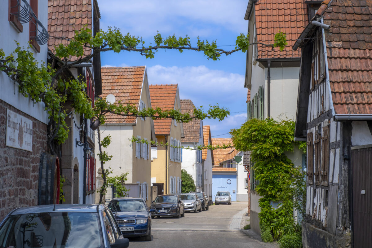 Weinreben über einer Straße zwischen Häusern Landau-Mörzheim Rheinland-Pfalz Deutschland