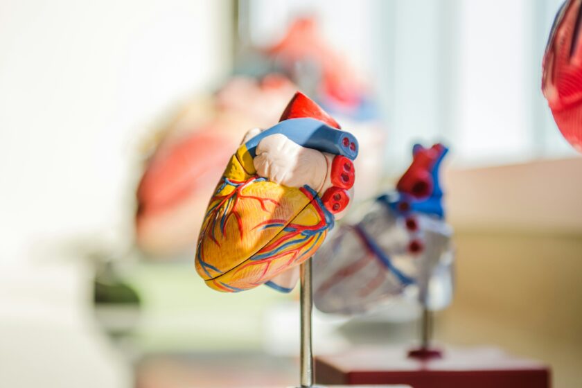 Das Bild zeigt ein anatomisches Modell des menschlichen Herzens, die unterschiedlichen Teile des Herzens sind unterschiedlich eingefärbt, um sie besser zu erkennen. Im Hintergrund, verschwommen, stehen weitere solche Modelle.