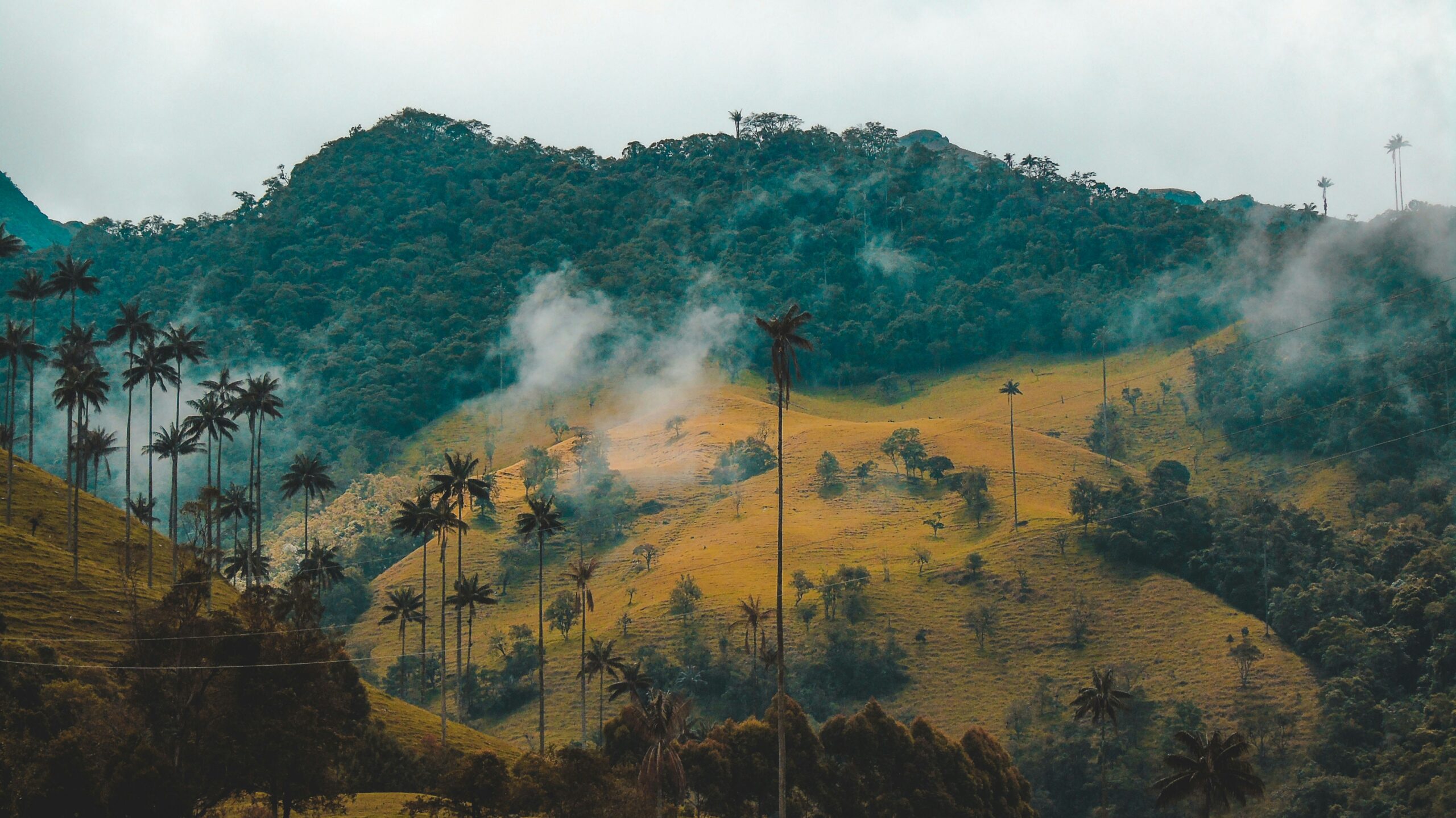 ein wolkenverhangener Hang in Kolumbien, der zum Teil aus grünem Regenwald und zum Teil aus gelben Wiesen besteht