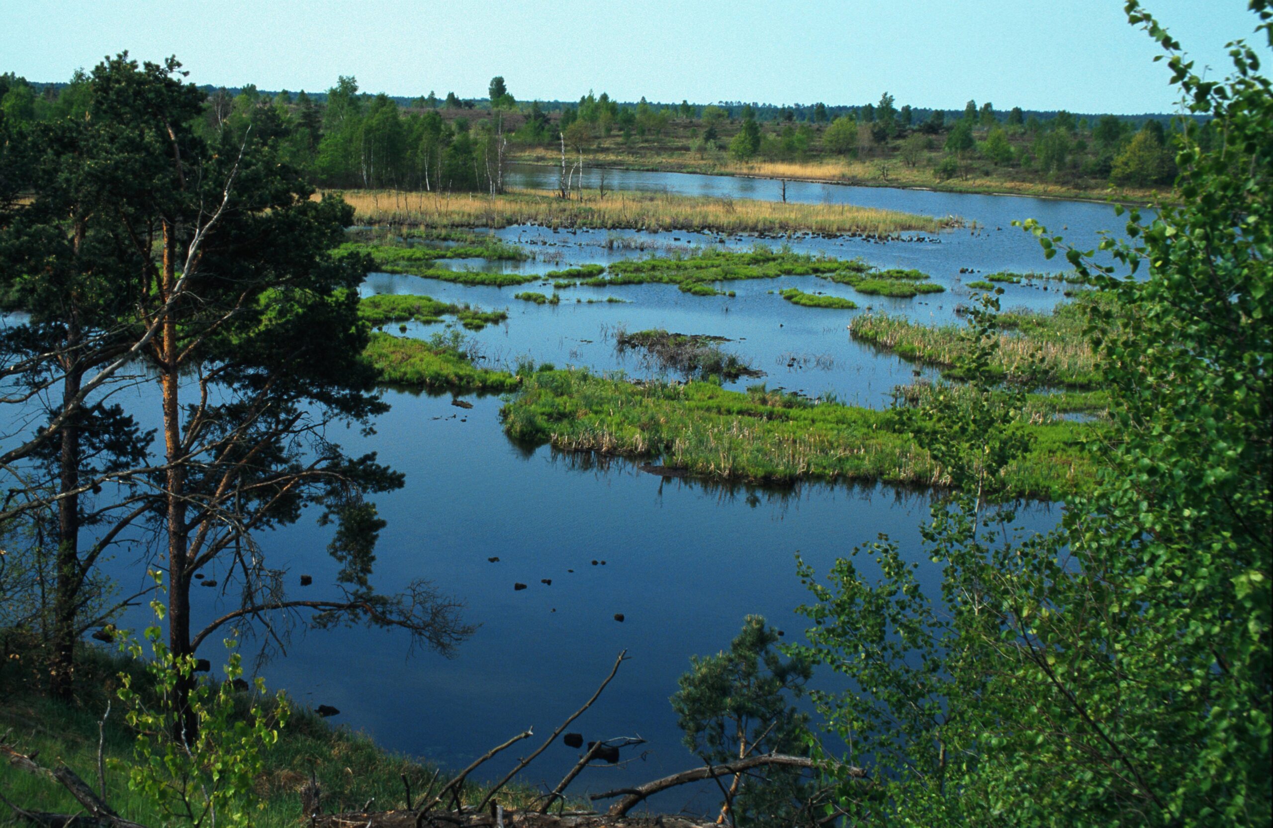 Bild der Tangersdorfer Heide: ein paar Bäume im Vordergrund, eine grün-blaue Sumpf-/Teichlandschaft im Hintergrund