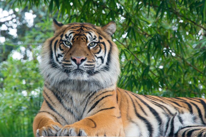 ein liegender Tiger, im Hintergrund ein Bambusdickicht