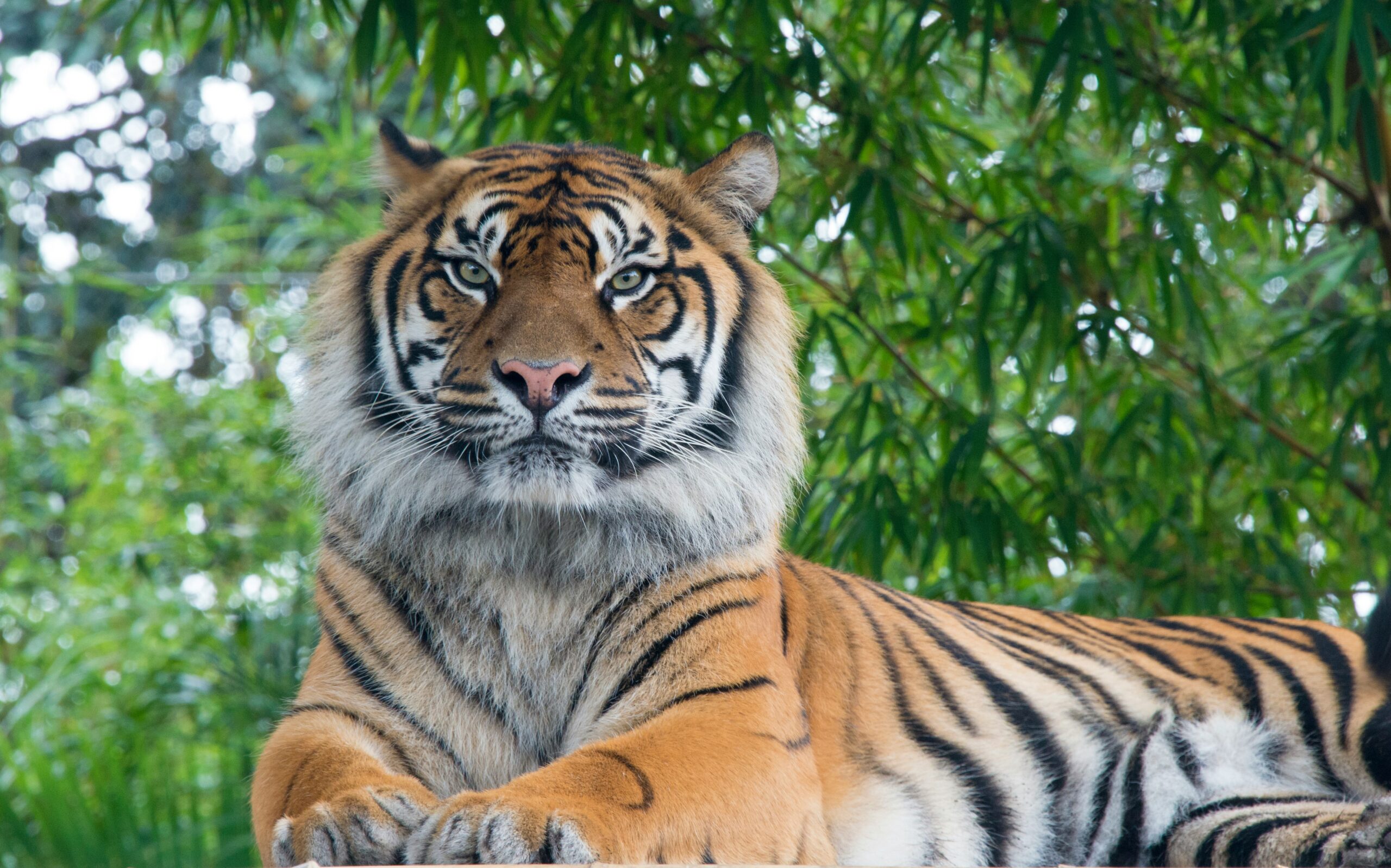 ein liegender Tiger, im Hintergrund ein Bambusdickicht