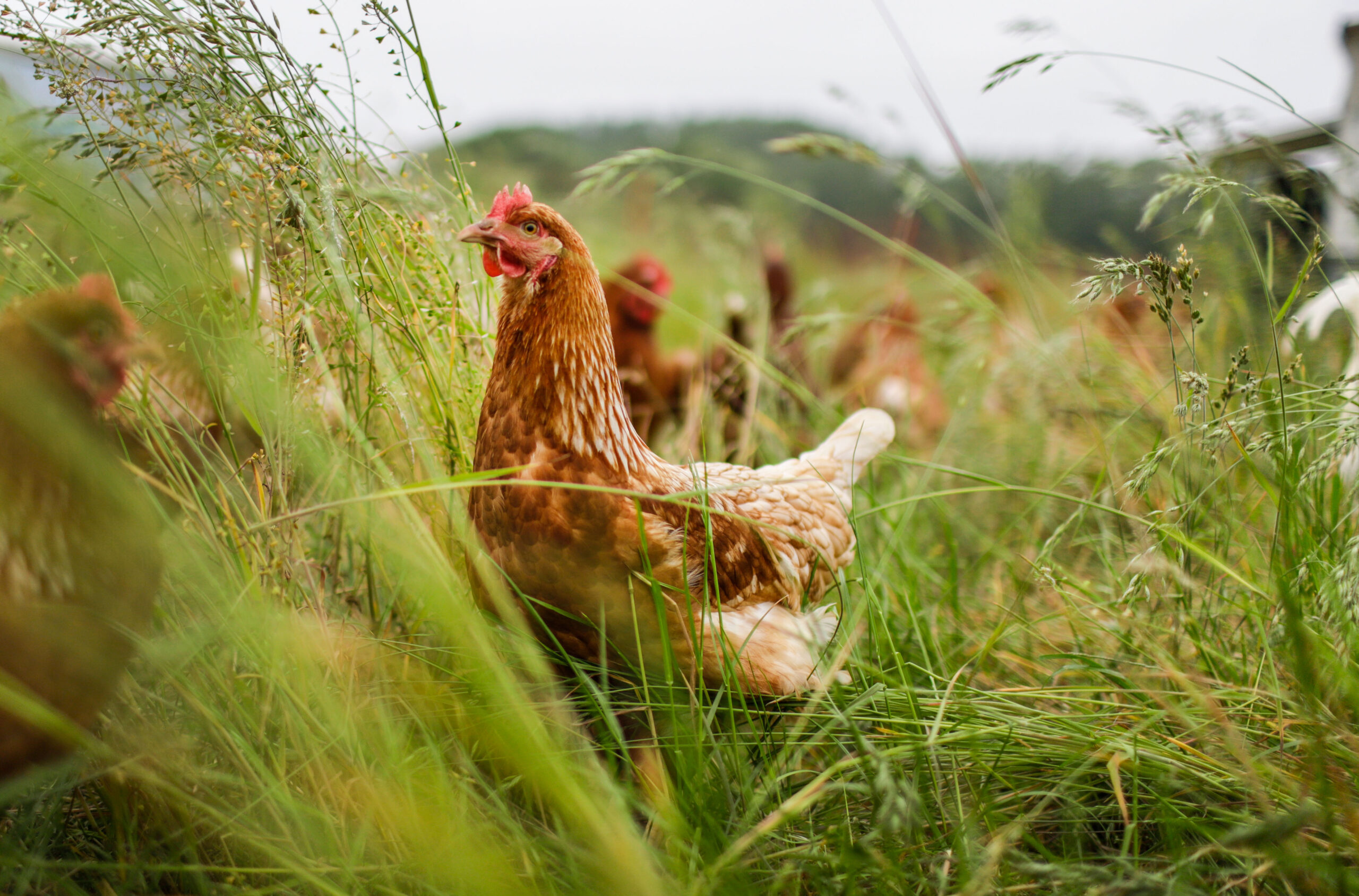 Ein Hahn im Gras