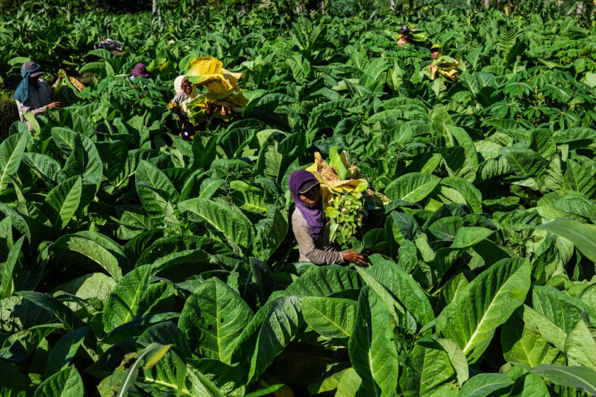 Tobacco Harvesting And Processing In Jember, East Java.