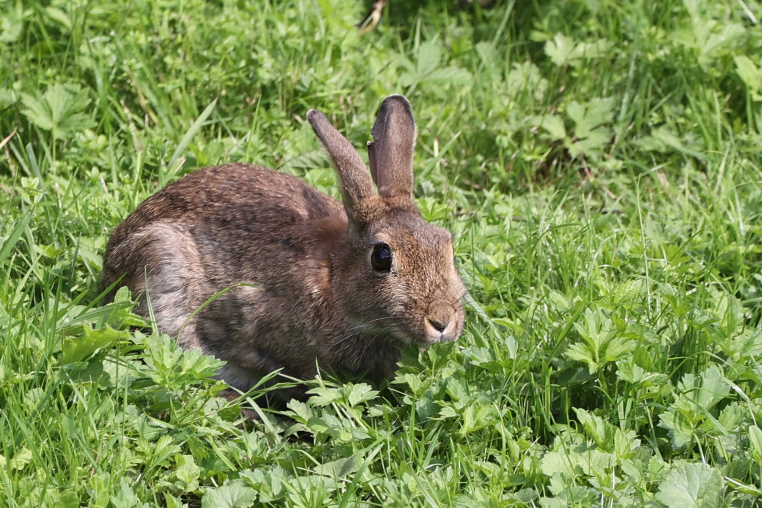 Wildkaninchen