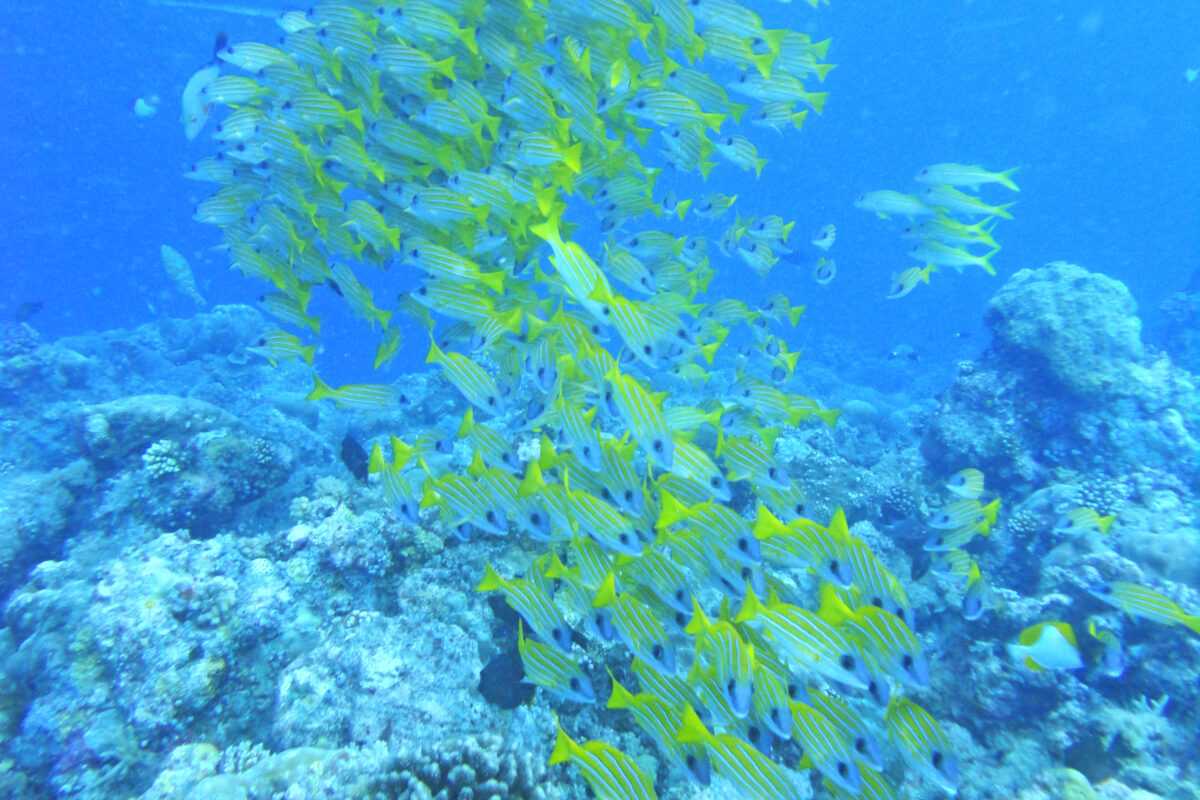 Ein Schwarm Fische in einem Korallenriff vor Palau