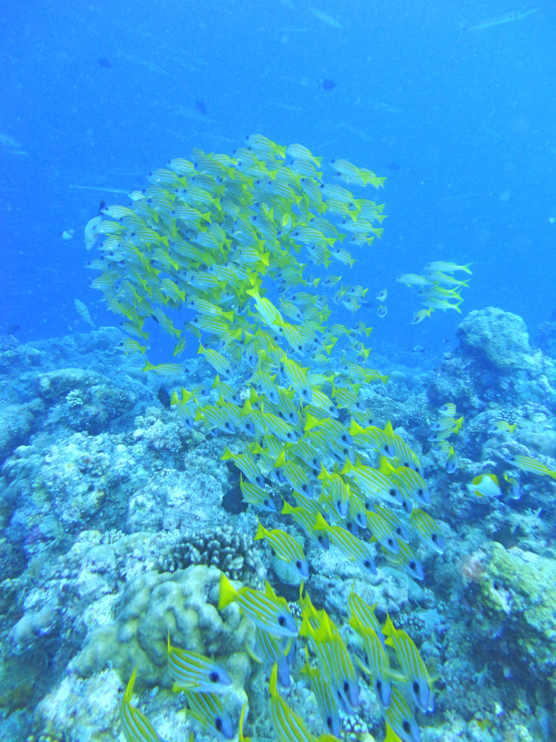 Ein Schwarm Fische in einem Korallenriff vor Palau