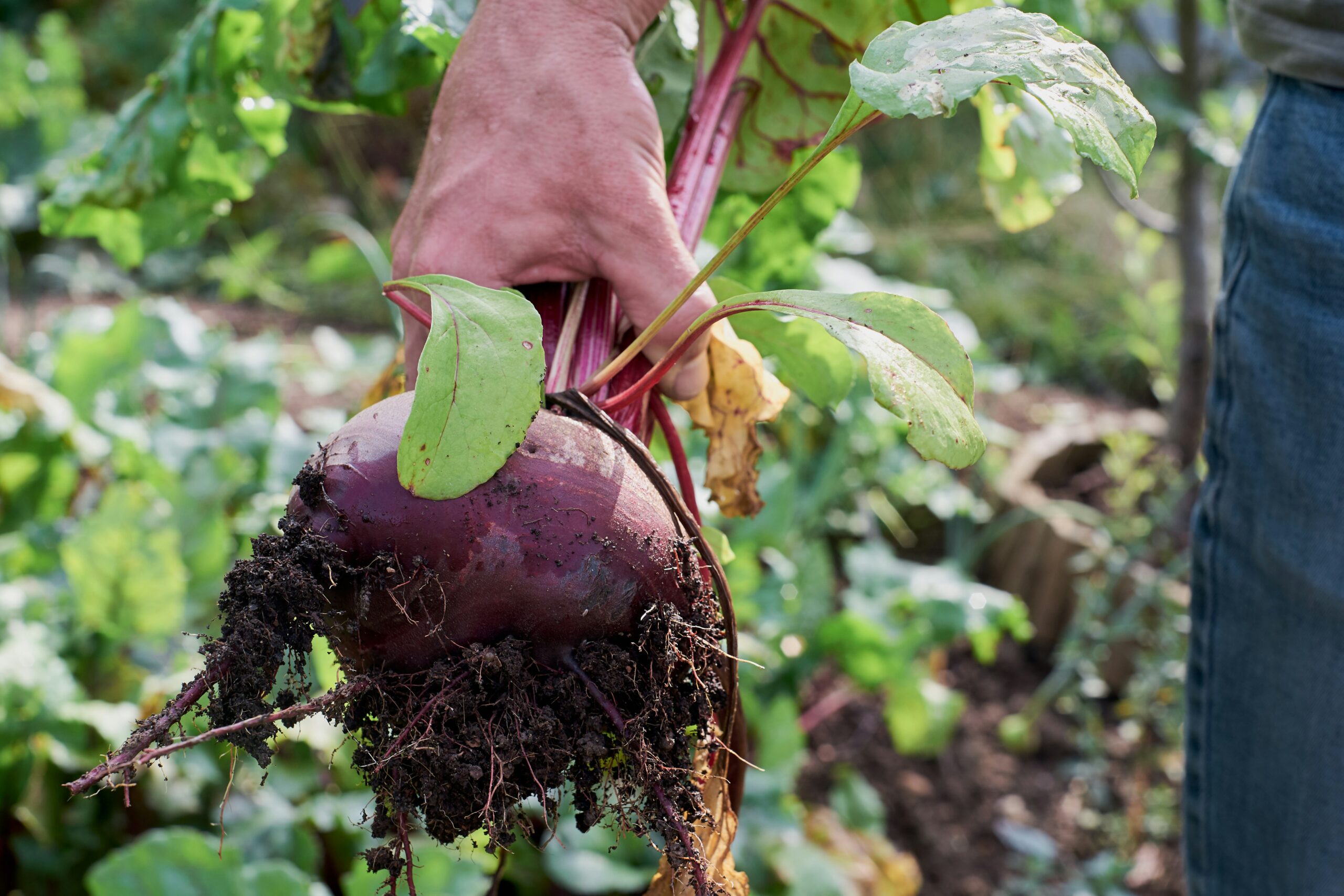 Mensch hält eine Rote Beete in der Hand