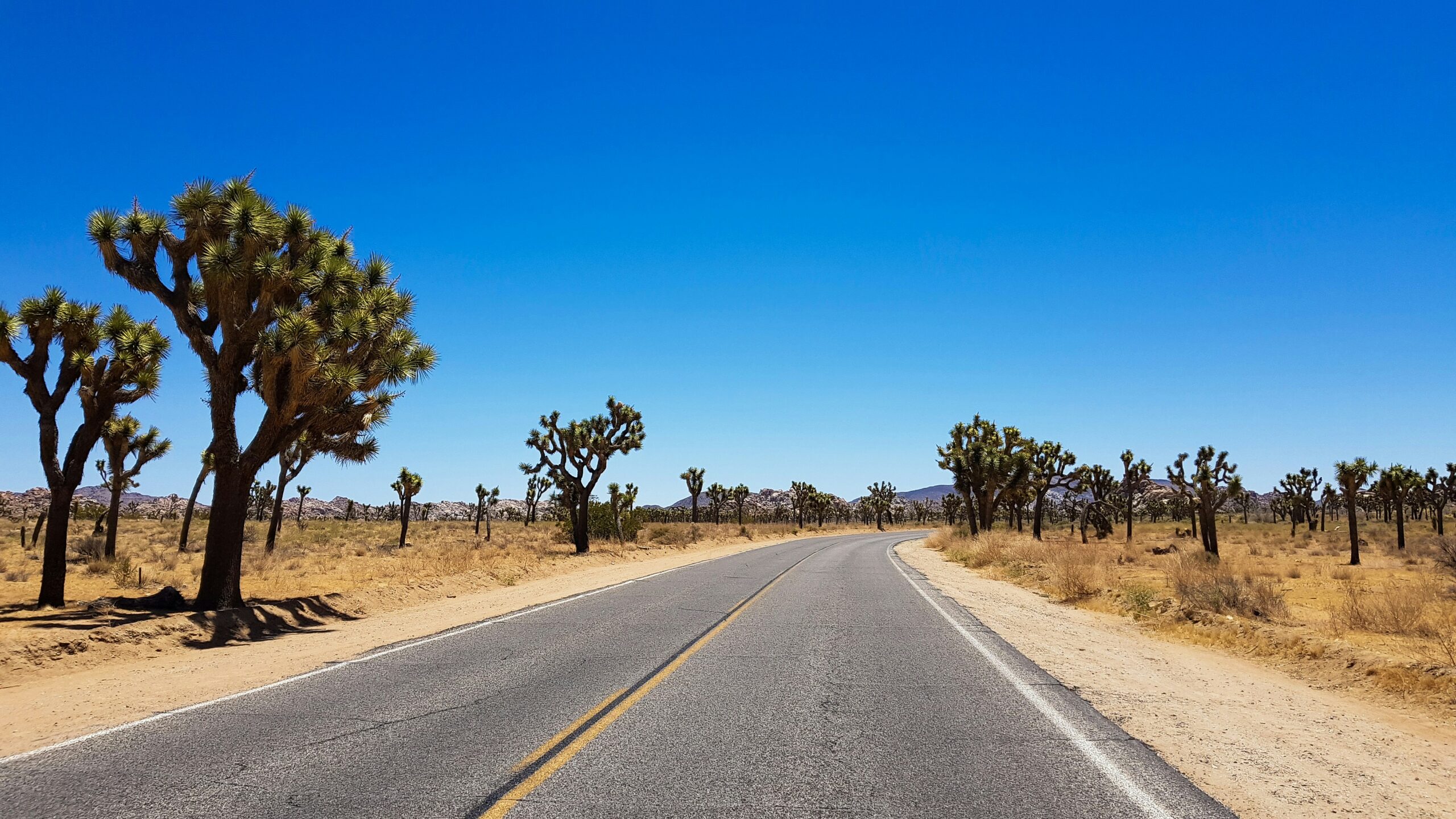 Eine Landstraße durch eine trockene Landschaft in den USA, mit ein paar Bäumen am Straßenrand