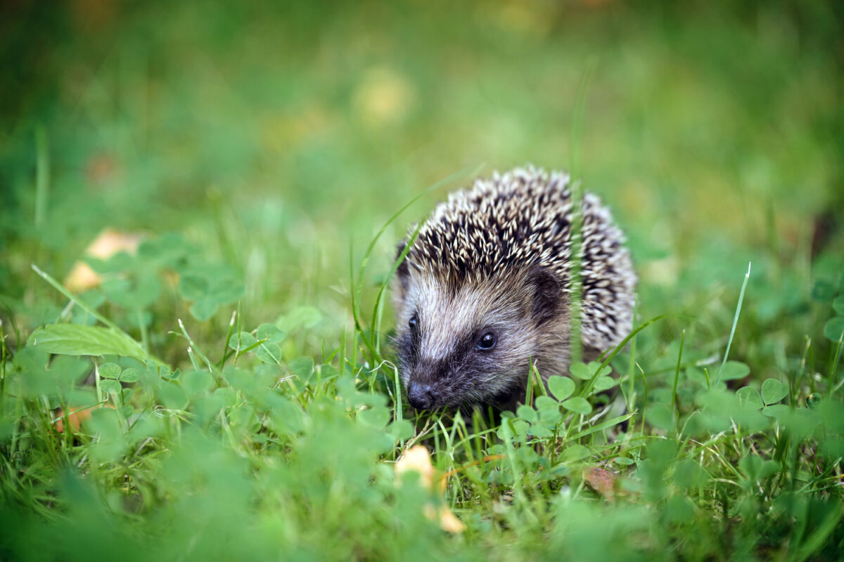 Ein Igel im Gras