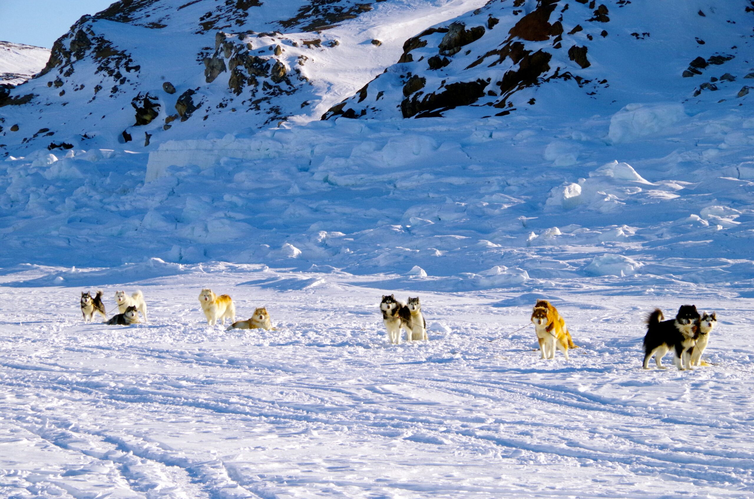 ein Rudel Schlittenhunde steht im Schnee; im Hintergrund ein verschneiter Berg