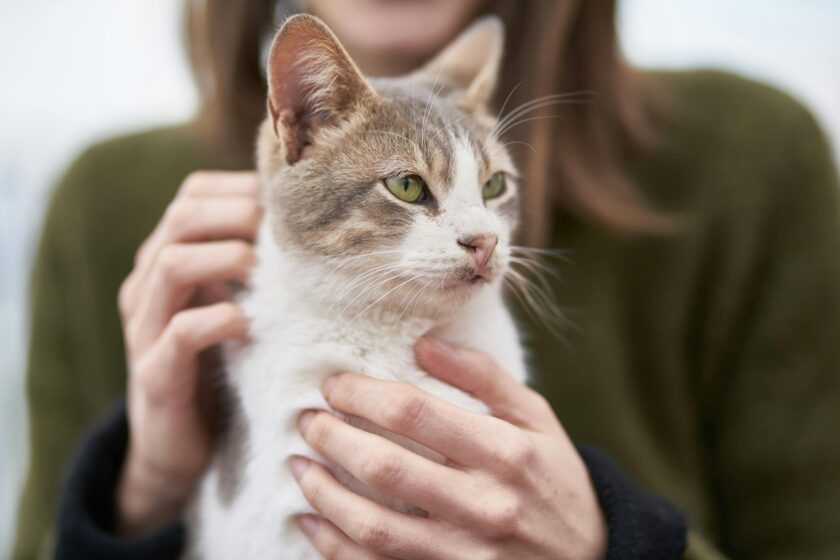 Eine weiße Katze mit grau getigertem Kopf und grau-getigerten Flecken auf dem Rücken sitzt auf dem Schoß einer Person in grünem Pullover und wird gestreichelt