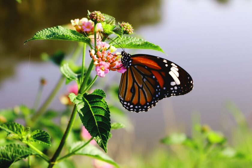 Schmetterling