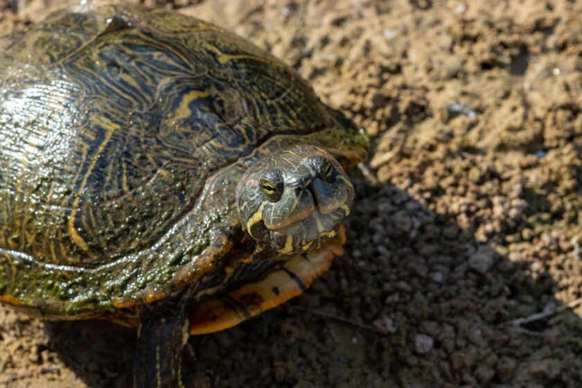 Schildkröte