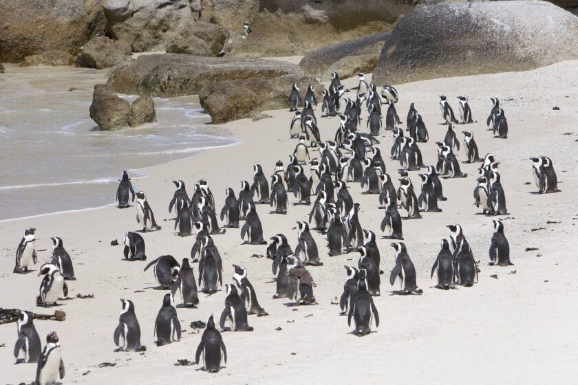 Brillenpinguine (Spheniscus demersus) am Bouldersbeach