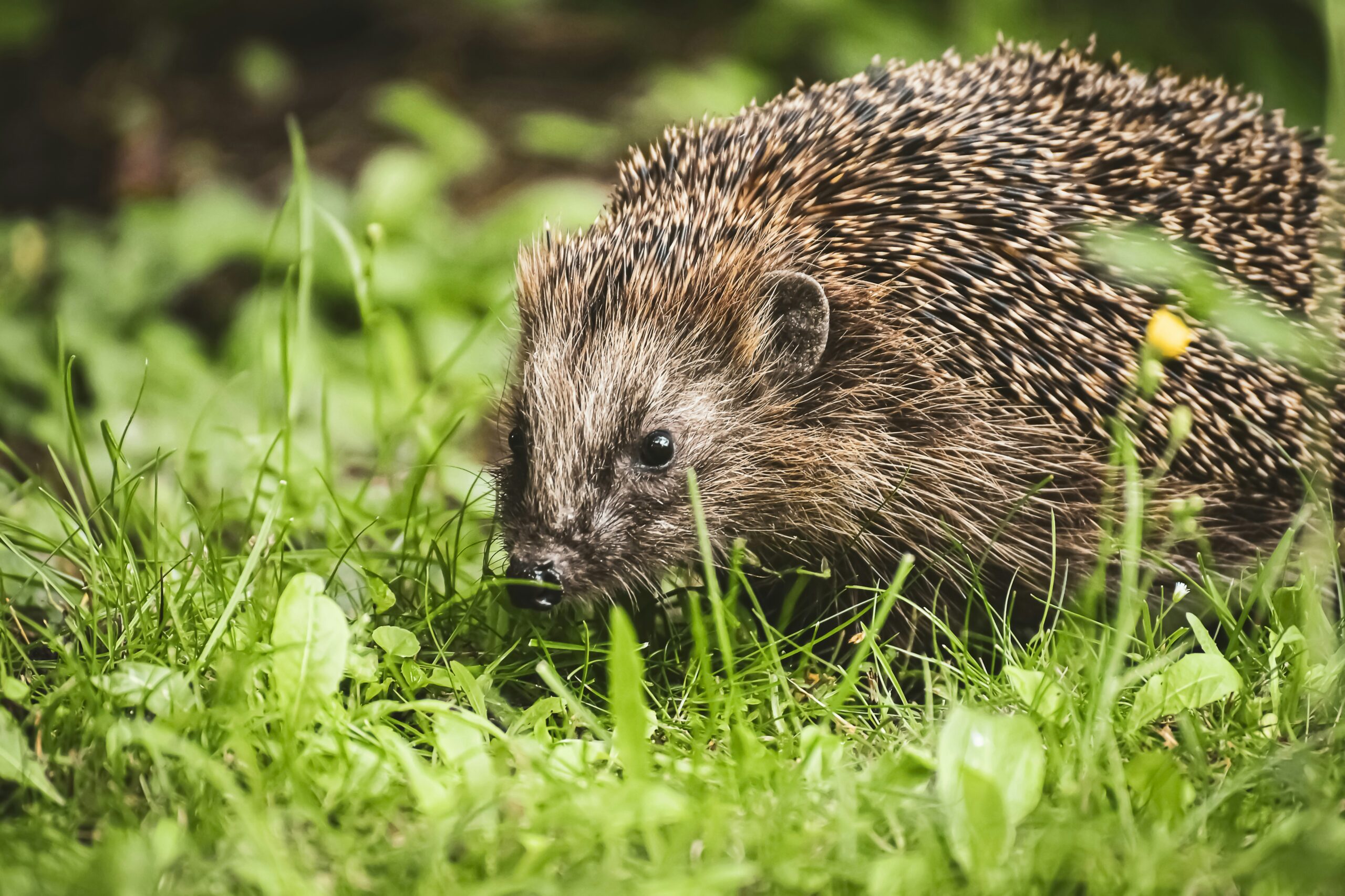 Igel im Gras