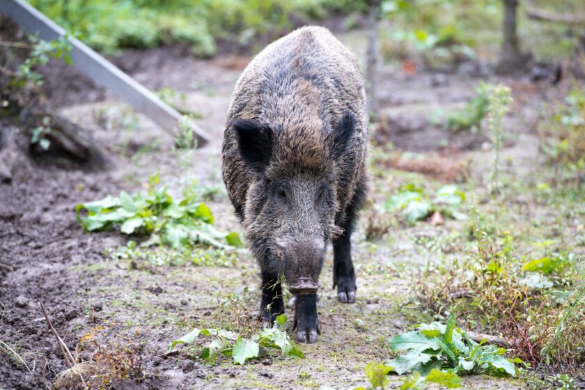 Wildschwein