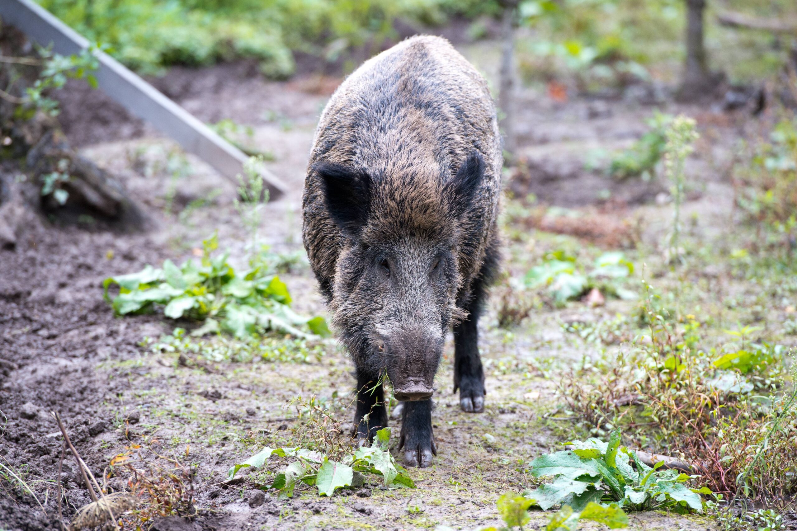 Wildschwein