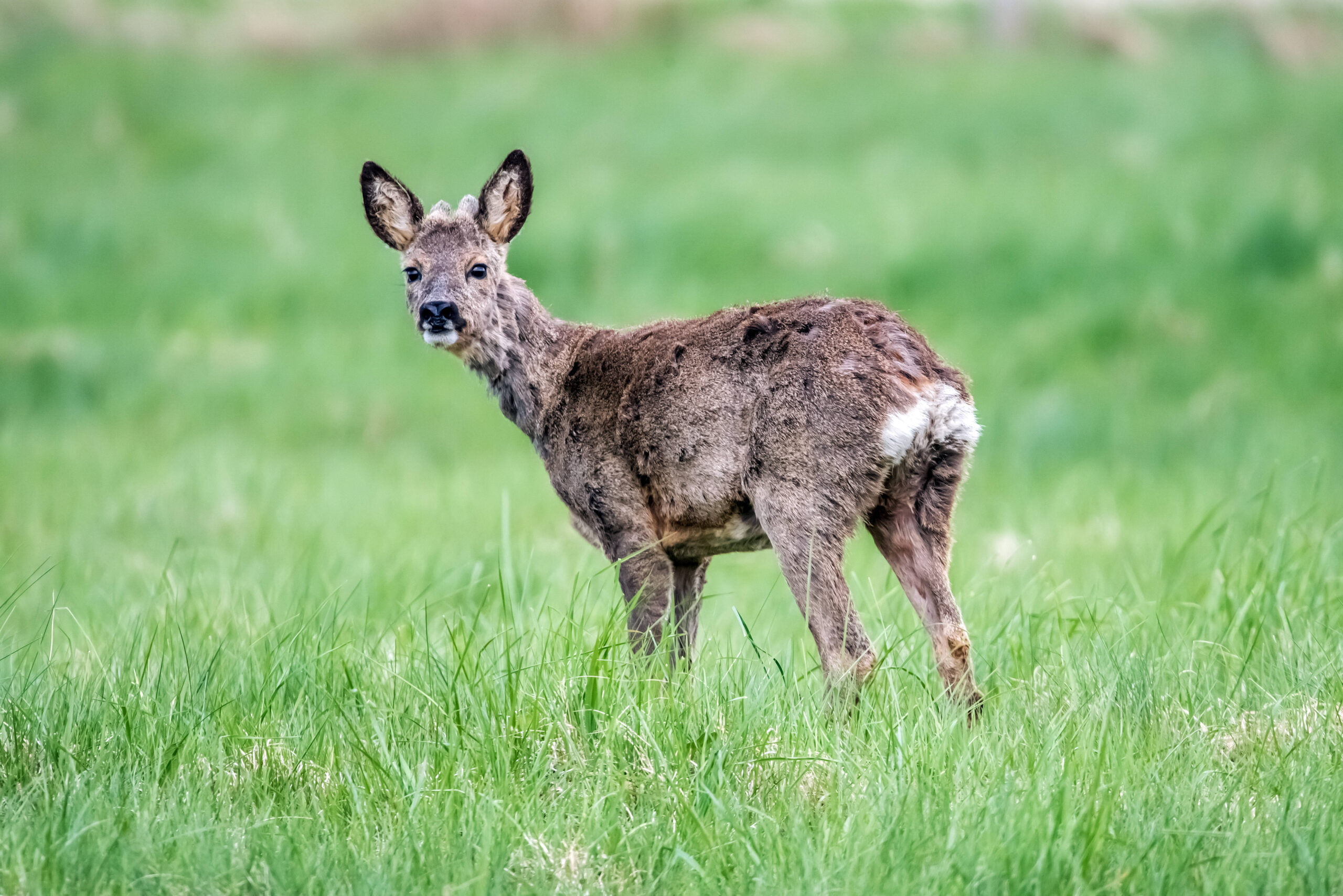 Junger Rehbock auf einer Wiesen
