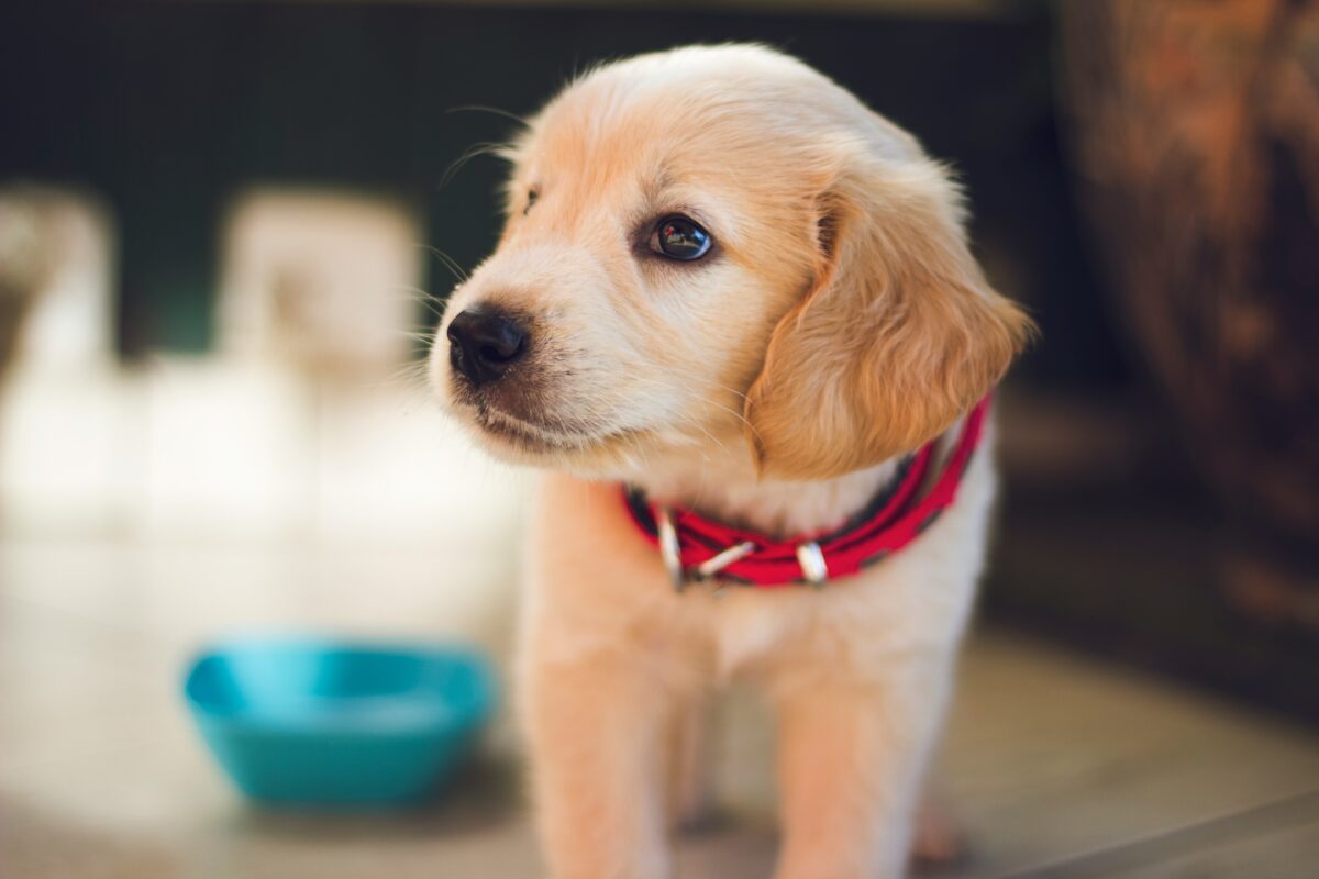 Hundebaby