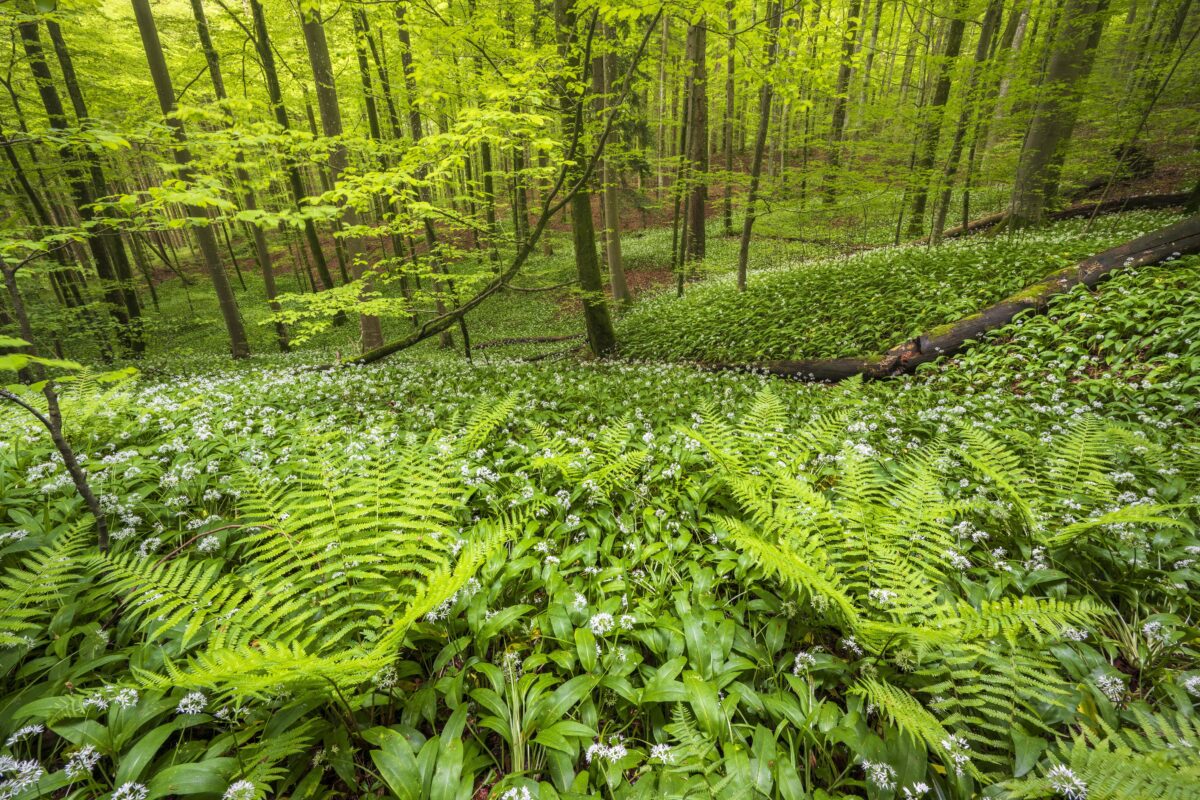 Blühender Bärlauch Allium ursinum, Buchenwald, Sihlwald bei Zürich