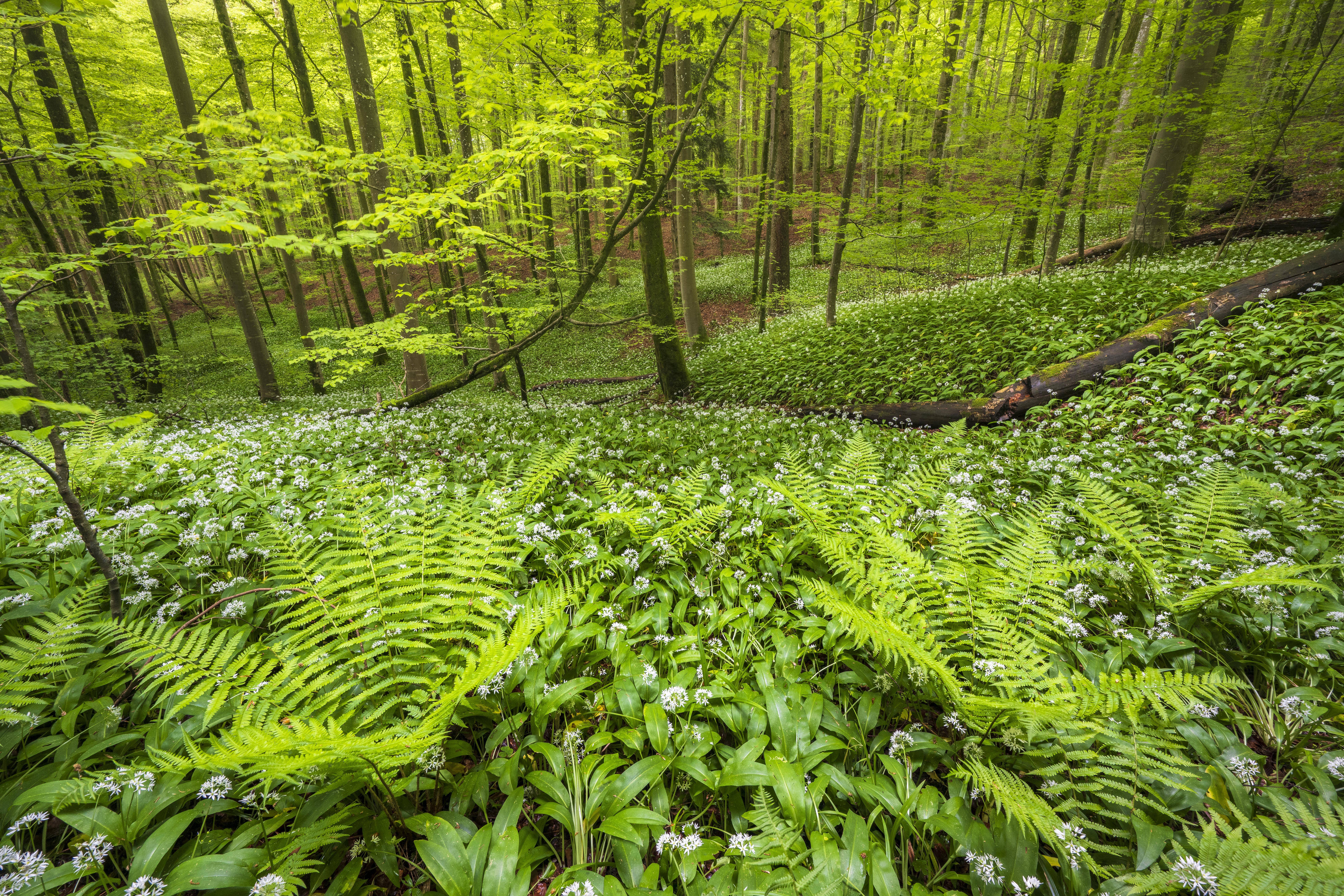 Blühender Bärlauch Allium ursinum, Buchenwald, Sihlwald bei Zürich