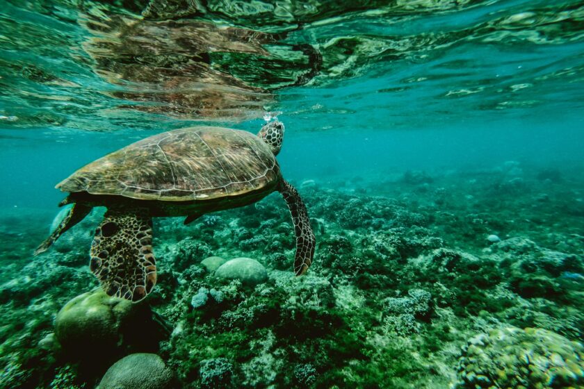 Schildkröte im Meer