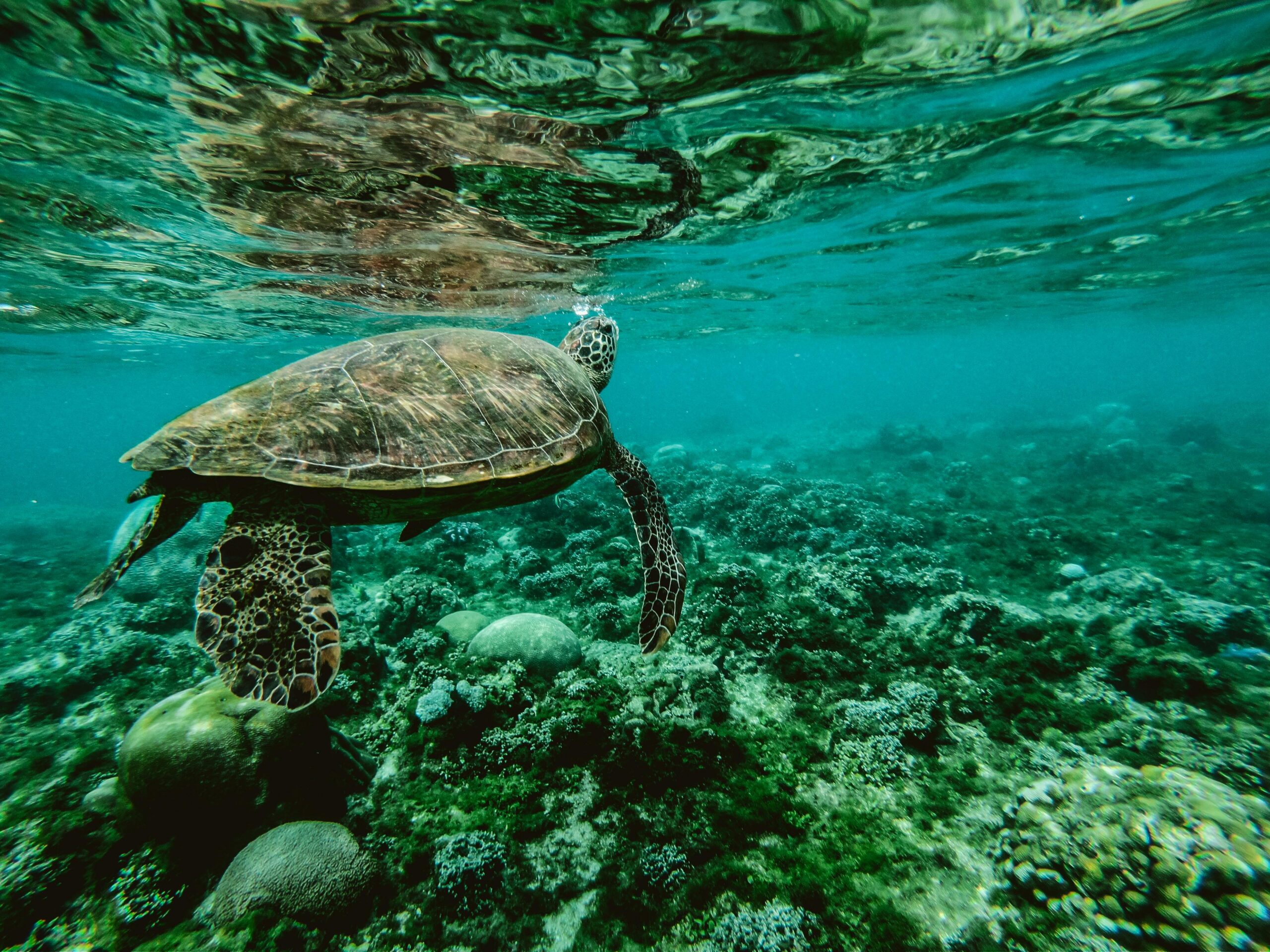 Schildkröte im Meer