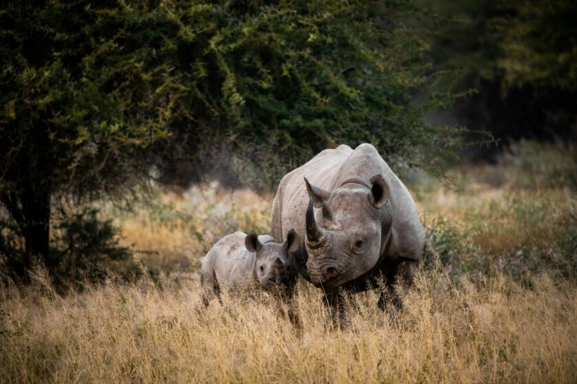 Nashorn