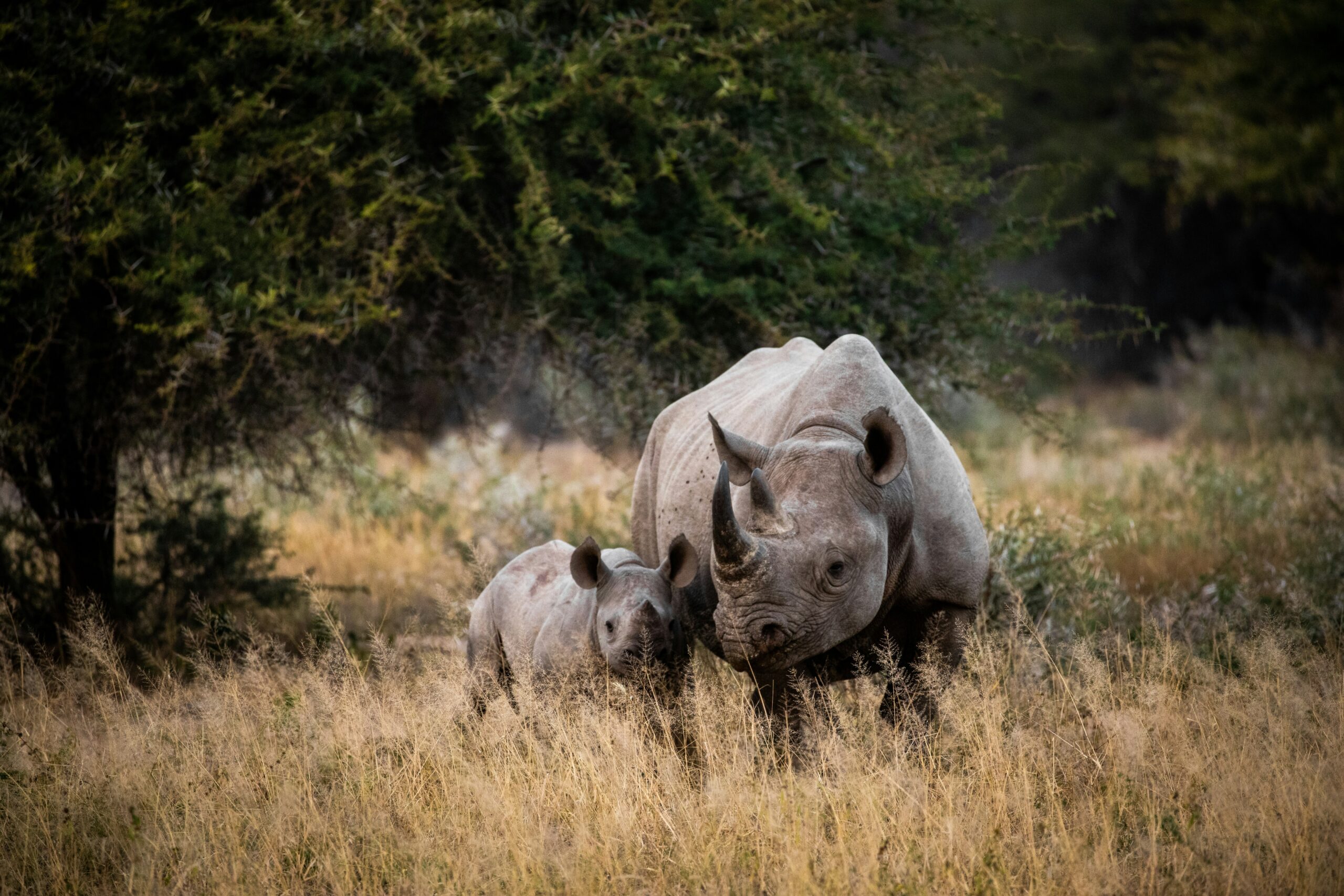 Nashorn