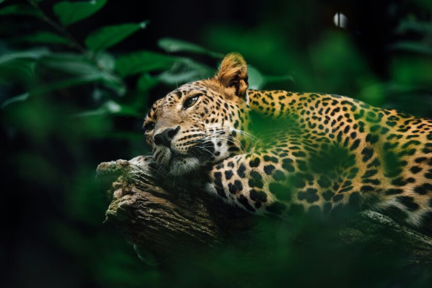 Jaguar liegt auf einem Baum