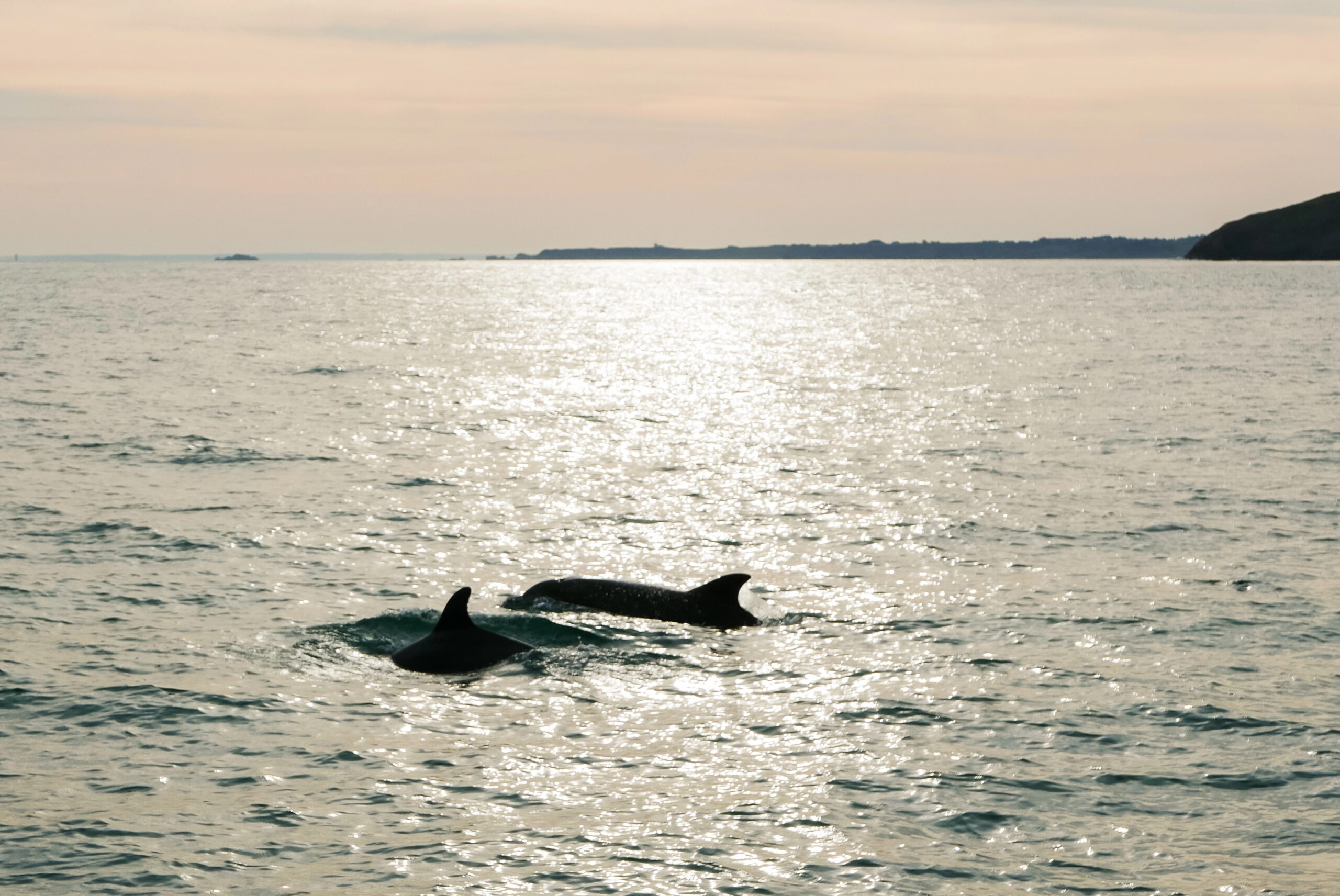 Sunrise over dolphins at sea
