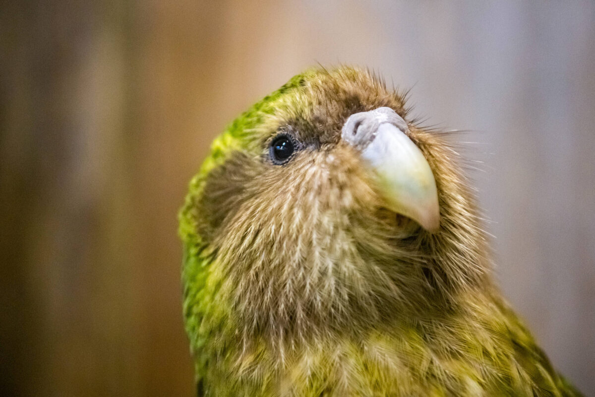 Kakapo